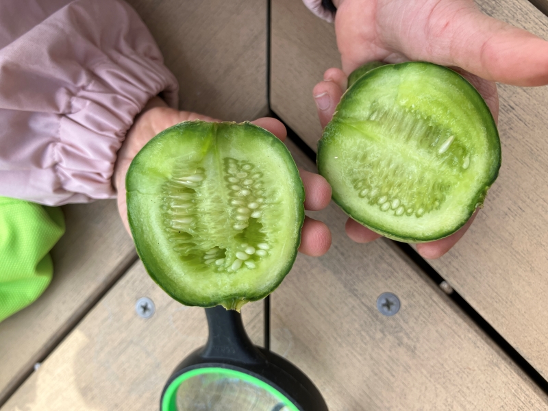 フレーベル西が丘みらい園