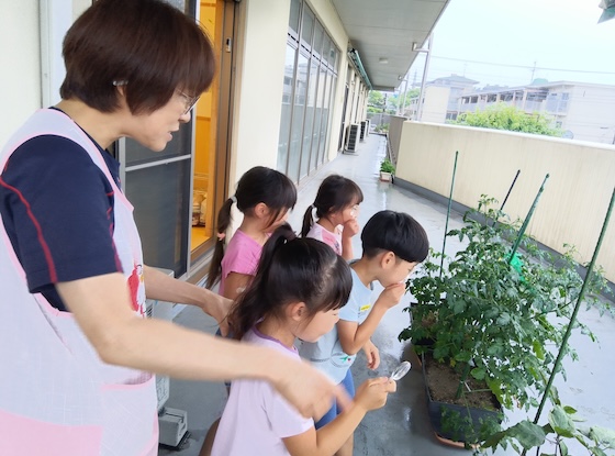 きゅうりのつる観察の写真